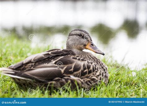 Duck Sitting On The Edge Of A Pond Stock Photo Image Of Bank Beauty