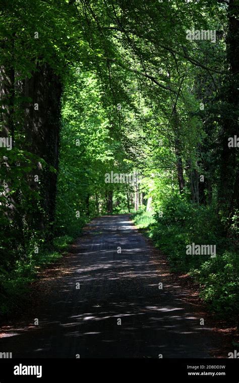 A avenue with trees Stock Photo - Alamy