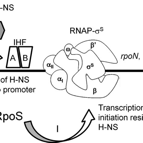 82 A Model For The Regulation Of Rpos Expression In Biofilms A