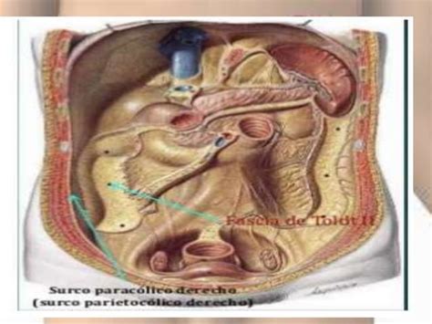 Anatomia Del Colon Preparacion Del Colon Para Cirugia Ppt