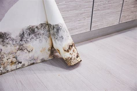 Mold Damage In Rental Properties Landlord And Tenant Responsibilities