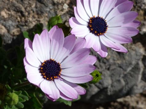 Images Gratuites fleur pétale Marguerite pollen botanique flore