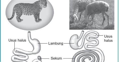 Sistem Pencernaan Pada Hewan Memamah Biak