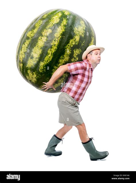 Funny Gardener Carrying A Large Watermelon A Farmer Hold Big Water