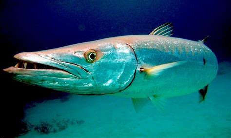 9 Barracuda Fish Facts You Need To Know | Dressel Divers