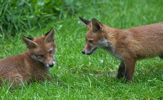 young foxes   mother   cubs  started visiting  flickr