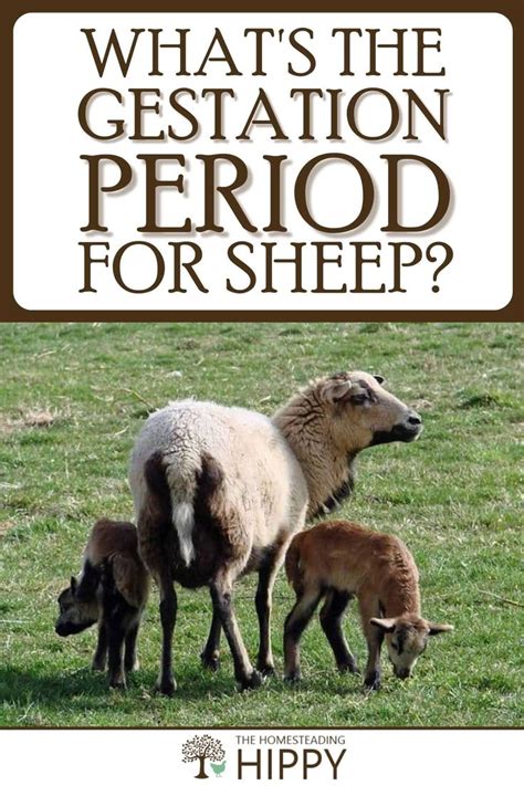 What's the Gestation Period for Sheep? * The Homesteading Hippy | Sheep, Gestation period, Sheep ...