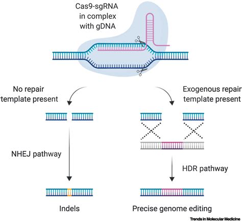 CRISPR Craze To Transform Cardiac Biology Trends In Molecular Medicine