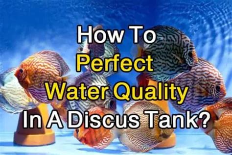 Steps On How To Breed Discus Fish Complete Guide Discus Rescue