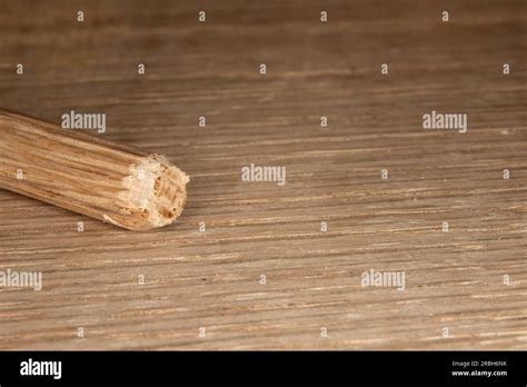 Single Oak Dowel Pins On Oak Background Dowel Pins Used To Join Two