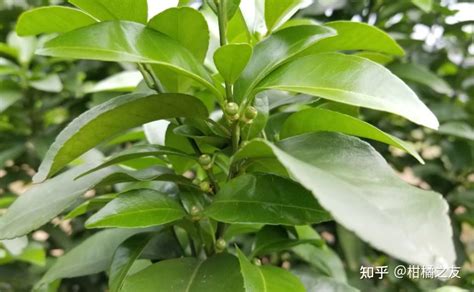 4月，柑橘管理要点，保果、控梢、防花皮果等！ 知乎