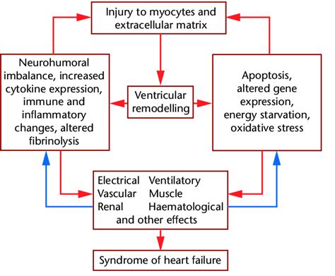 Pathophysiology Of Congestive Heart Failure Schematic Diagram