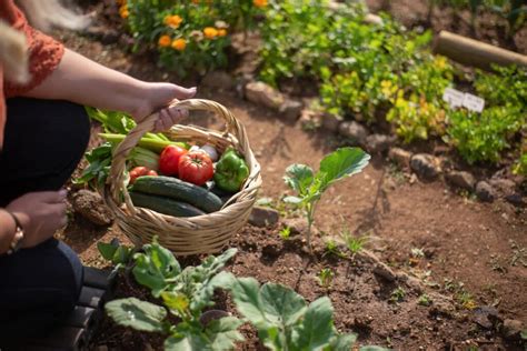 Cr Er Un Potager Printemps Pr Paration Du Sol Et Astuces