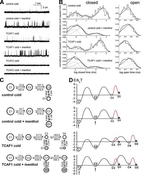 Tcaf1 Interaction With Trpm8 Introduces New Kinetic States A