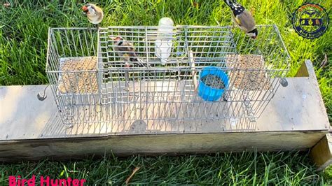 How To Catch Lots Of Goldfinch Birds With A Cage Automatic Birds Multi