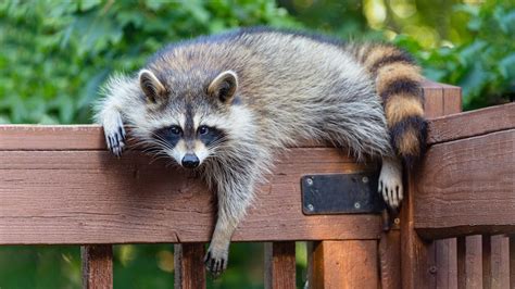 Les Ratons Laveurs De Ville De Plus En Plus Fut S Lactualit