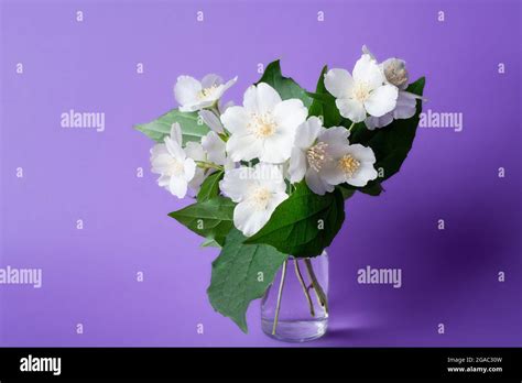 White Jasmine Flower Bouquet