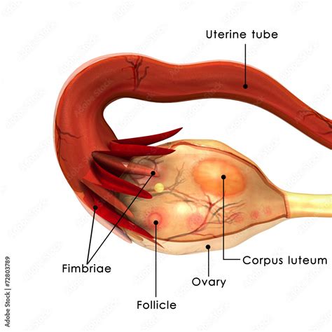 Ovary Stock Photo | Adobe Stock