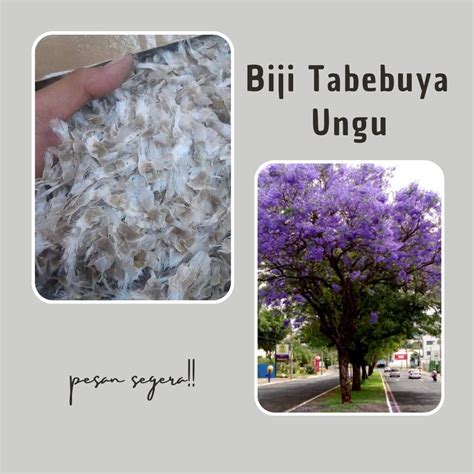 Jual Benih Biji Pohon Bunga Tabebuya Ungu Gr Siap Semai Berkualitas