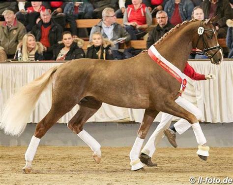 Danciero Champion Of The 2018 Westfalian Stallion Licensing Stallion