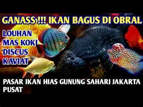 Update Harga Ikan Louhan Mas Koki Discus Tank Matte Pasar Ikan Hias