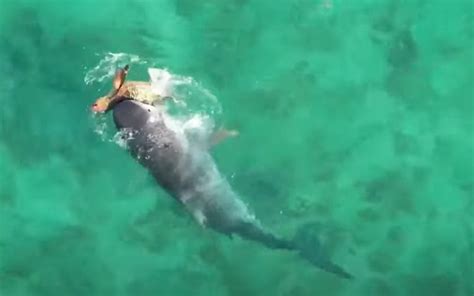 Sea Turtle Miraculously Fights Off Tiger Shark Whiskey Riff