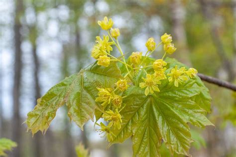 Blooming Norway Maple, Acer Platanoides, Flowers with Blurred ...