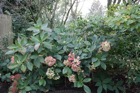 Hovenier Zwolle Tom Van Der Weerd Voorbeeld Tuin 3