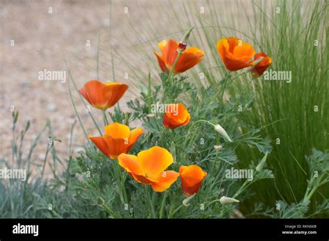 Denver Botanic Gardens Stock Photo Alamy