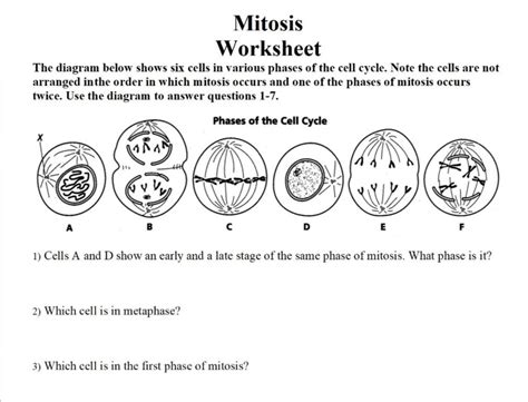 Stages Of Mitosis Diagram Labeled