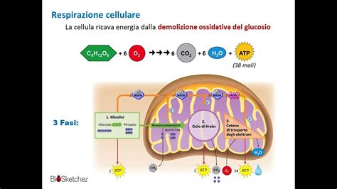 Schema Respirazione Cellulare Animazione YouTube