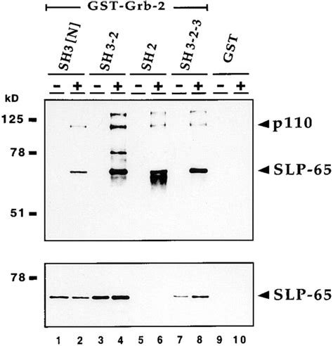 The Nh Terminal Sh Domain Of Grb Is Sufficient To Bind Slp