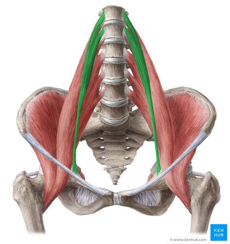 Psoas minor muscle: Anatomy, innervation and function | Kenhub