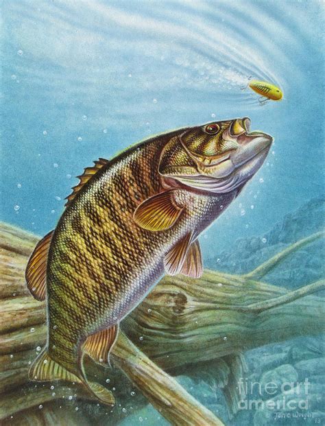 Smallmouth Bass Painting By Jq Licensing