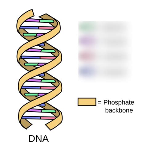 Ch 2 Carbs Lipids Proteins Diagram Quizlet