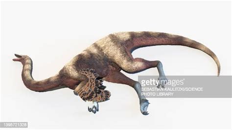 Ornithomimus Imagens E Fotografias De Stock Getty Images