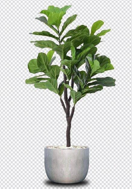 Premium Psd Decorative Plants In Pots