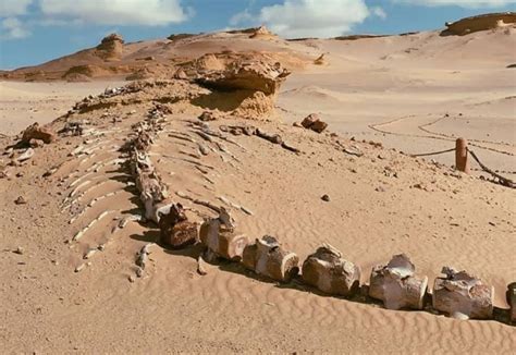 Excursion De Un Dia Al Oasis De Fayoum Desde El Cairo