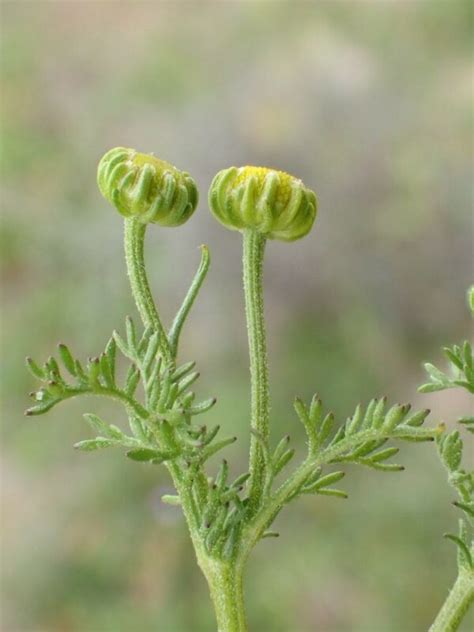 Oncosiphon Pilulifer Profile California Invasive Plant Council