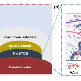 Illustrations Of The Stretchable Surface Electrode Arrays Using The