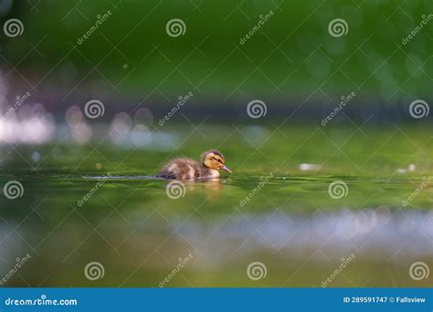 Mallard Ducklings Feeding In Wetland Pond Stock Image Image Of Bird