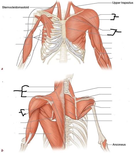 Shoulder And Back Muscles Diagram Quizlet