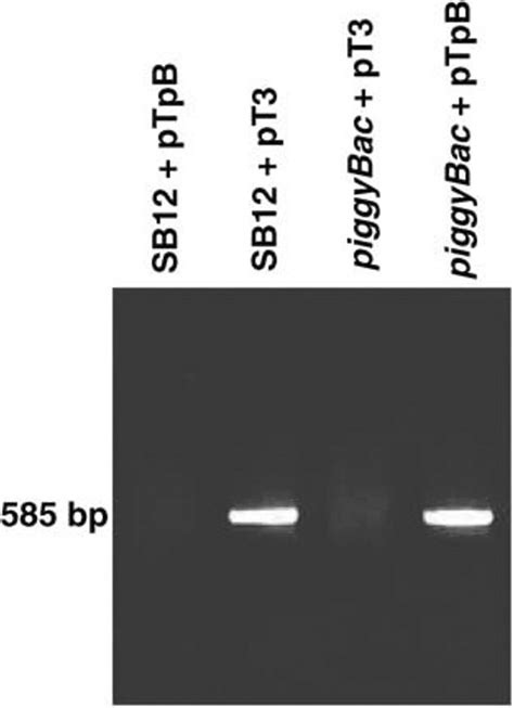 Piggybac Transposon Mediated Gene Transfer In Human Cells Molecular