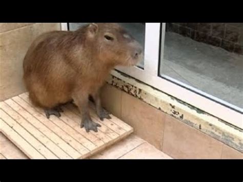 Jogando My Capybara Pet Gameplay Um Jogol Bem Pesado YouTube