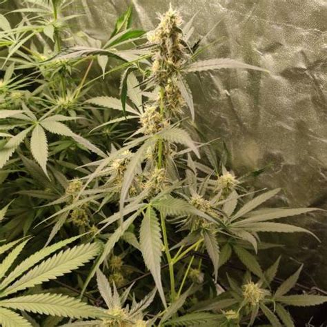 Royal Queen Seeds Hyperion F Grow Diary Journal Week By