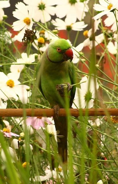 We love Our Bangladesh: Alexandrine Parakeet or Green Parrot (Tiya/Tuta Pakhi) is a common pet ...