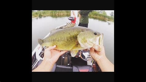 Giant Bass On Topwater Frogs YouTube