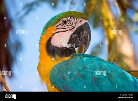 Blue And Yellow Macaw Ara Ararauna Captive Stock Photo Alamy