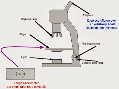 Measurements Under The Microscope