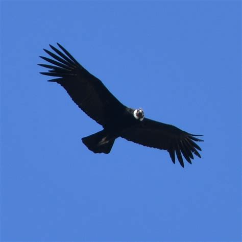 Cóndor Andino Vultur Gryphus Ecoregistros